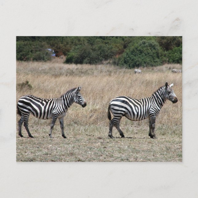 Cartão Postal linhas de zebra (Frente)