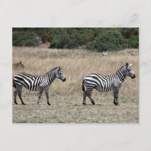 Cartão Postal linhas zebra