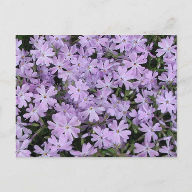 Cartão Postal Linho Roxo bonito (Frente)