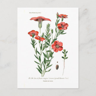 Cartão Postal Linum grandifloro