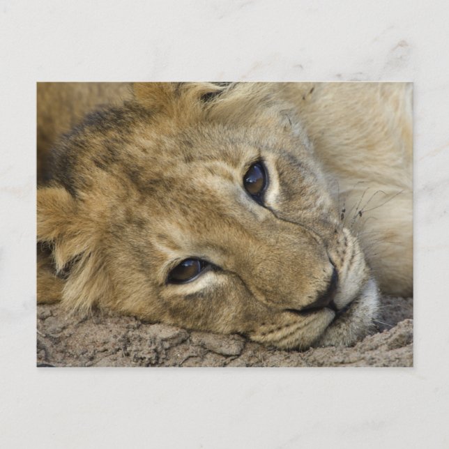 Cartão Postal Lion Baby (Frente)