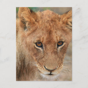 Cartão Postal Lion Cub
