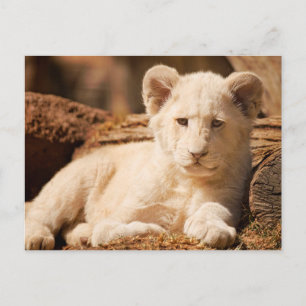 Cartão Postal Lion Cub