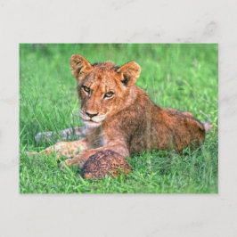 Cartão Postal Lion cub e tartaruga