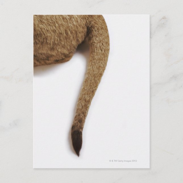 Cartão Postal Lion cub (Panthera leo) contra branco (Frente)