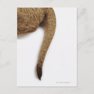 Cartão Postal Lion cub (Panthera leo) contra branco