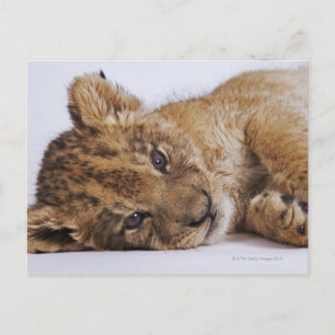 Cartão Postal Lion cub (Panthera leo) deitado do lado, close-up