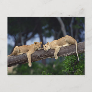 Cartão Postal Lion cubs deitados em galhos de árvores, Quênia, Á