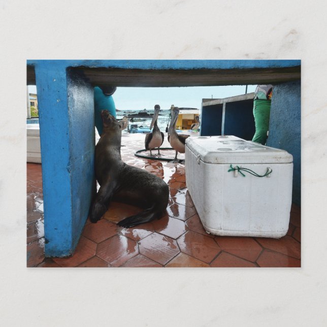 Cartão Postal Lion do Mar de Galápagos (Frente)