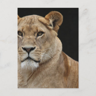 Cartão Postal Lion Female Deitada
