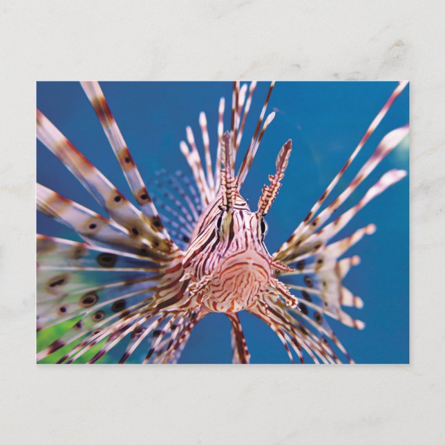 Cartão Postal Lion Fish Looking at You (Frente)