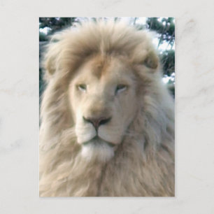 Cartão postal Lion Head