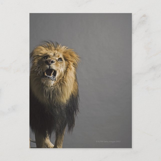 Cartão Postal Lion Raring (Frente)