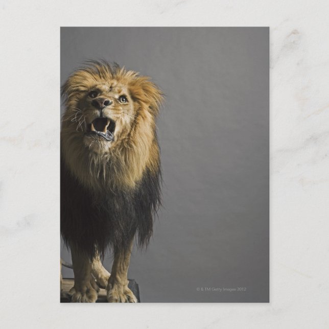 Cartão Postal Lion Raring (Frente)