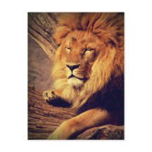 Lion Wildlife Africa