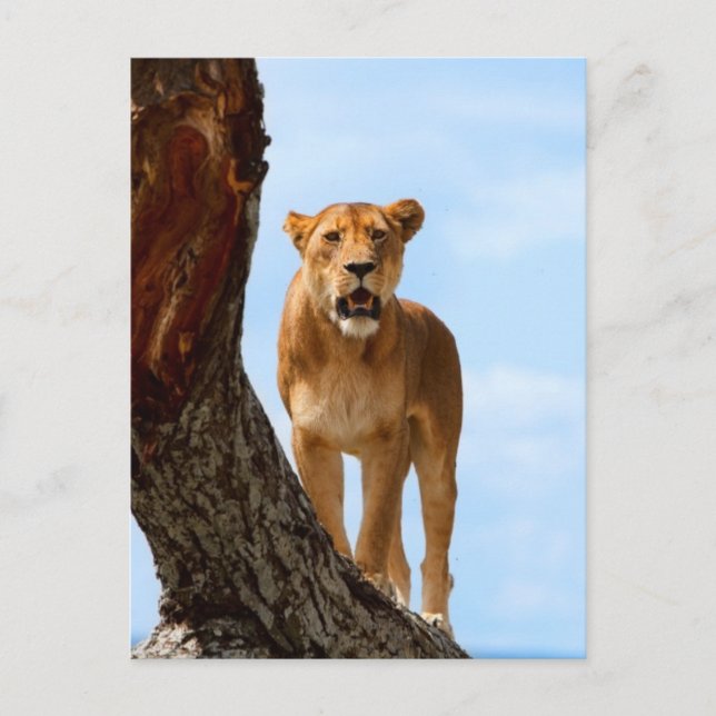 Cartão Postal Lionalidade (Frente)