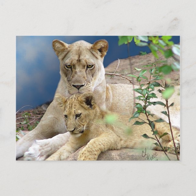 Cartão postal Lioness e Cub (Frente)