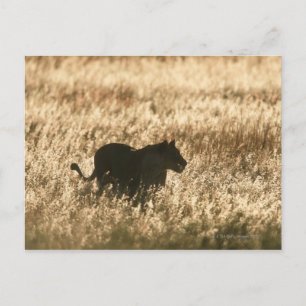 Cartão Postal Lioness (Panthera leo) silhuetada em erva longa