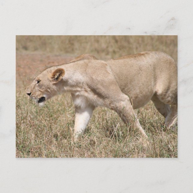 Cartão Postal lioness prowing (Frente)