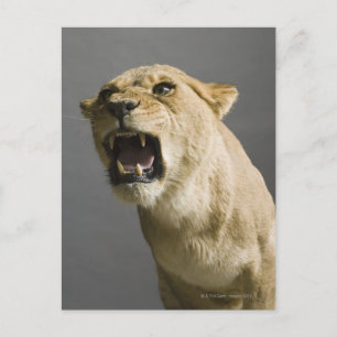 Cartão Postal Lioness ruaring