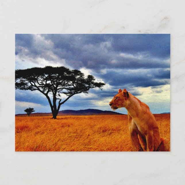 Cartão Postal Lioness Storm (Frente)