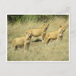 Cartão Postal lioness trio