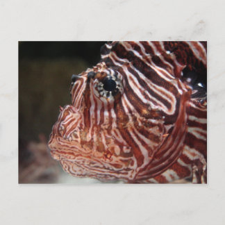Cartão Postal Lionfish