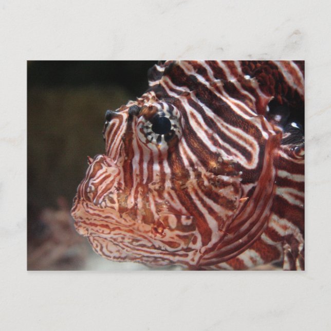 Cartão Postal Lionfish (Frente)