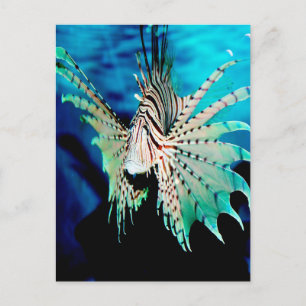Cartão Postal Lionfish Beauty