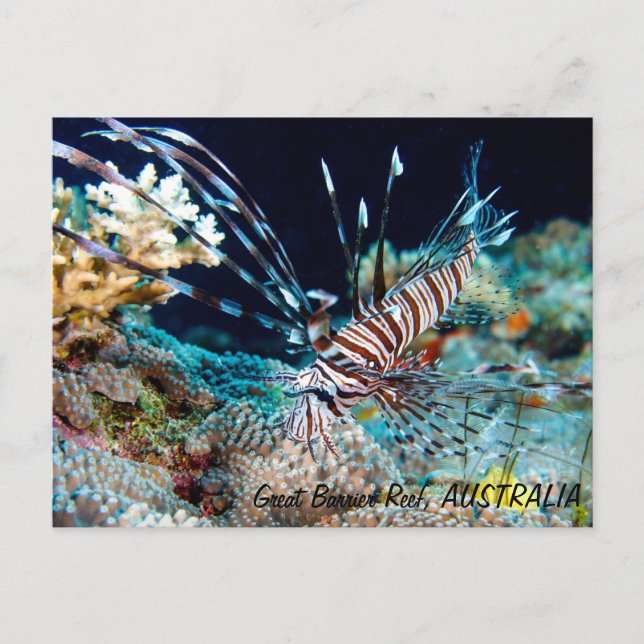 Cartão Postal Lionfish do cartão-postal da barreira do Excelente (Frente)
