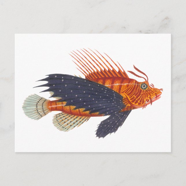 Cartão Postal Lionfish - Pterois - Engrenagem Antiquada de Peixe (Frente)