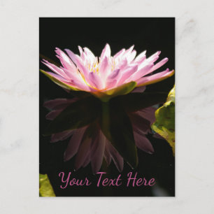 Cartão Postal Lírio Aquático Lótus Rosa