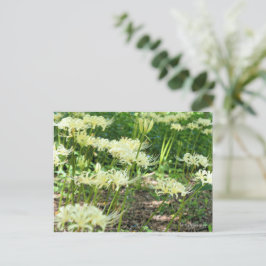 Cartão Postal Lírio Aranha Branco ポストカード