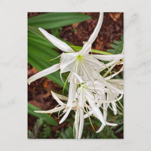 Cartão Postal Lírio-Aranha Branco Floresce – Athens Geórgia