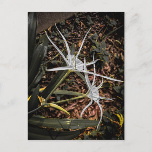Cartão Postal Lírio-Aranha Branco Floresce – Athens Geórgia