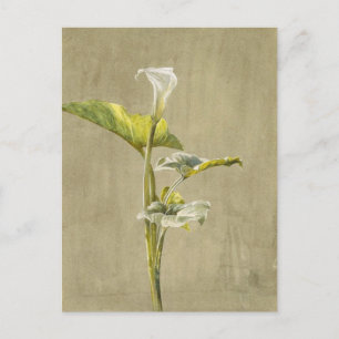 Cartão Postal Lírio Calla por Fidelia Bridges