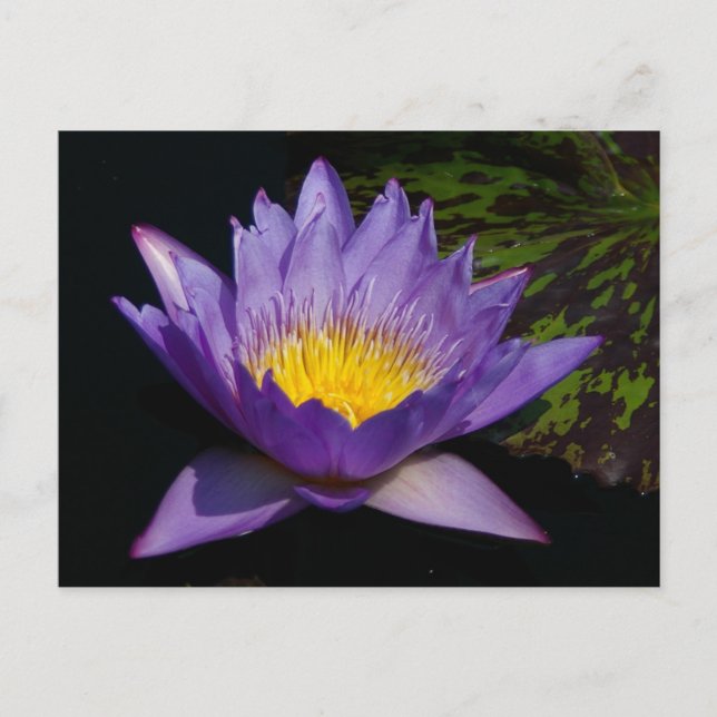 Cartão Postal Lírio-d'água Roxo (Frente)