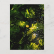 Lírio de Água Amarelo Temperamental em luz cintila