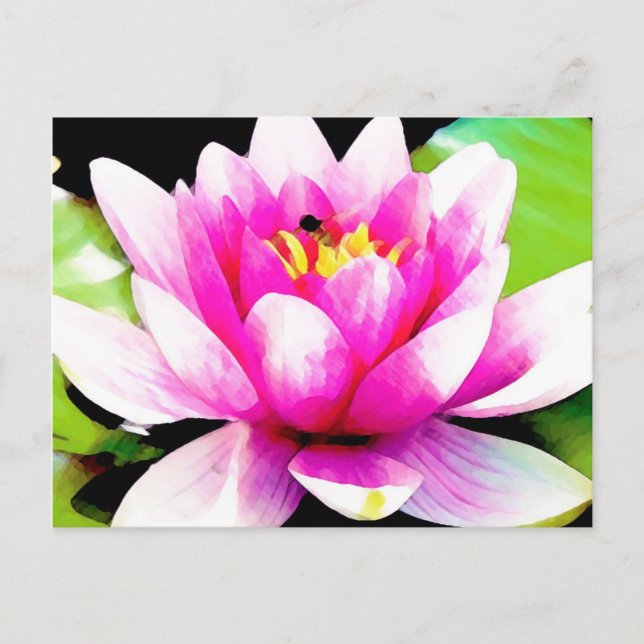 Cartão Postal Lírio de água rosa (Frente)