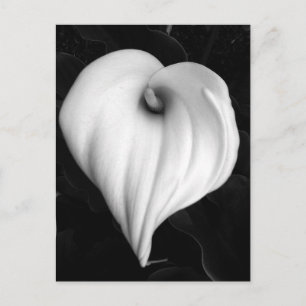 Cartão Postal Lírio de Calla em preto e branco