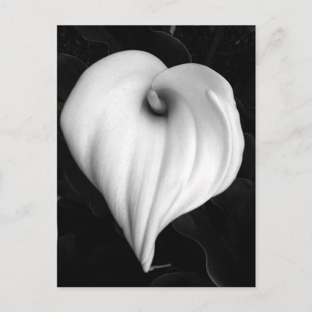 Cartão Postal Lírio de Calla em preto e branco (Frente)