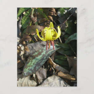 Cartão Postal Lírio-de-truta Flor Silvestre - Erythronium americ