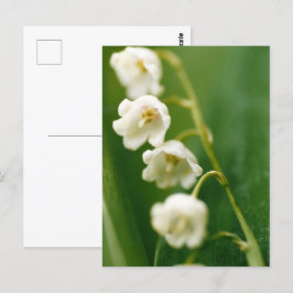 Cartão Postal Lírio-do-vale branco (Convallaria majalis)