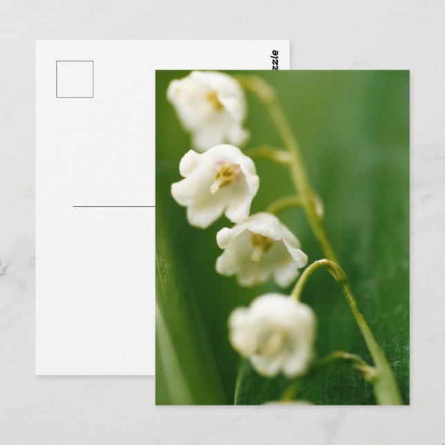 Cartão Postal Lírio-do-vale branco (Convallaria majalis) (Frente/Verso)