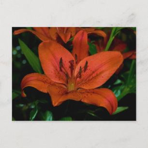 Cartão Postal lírio vermelho
