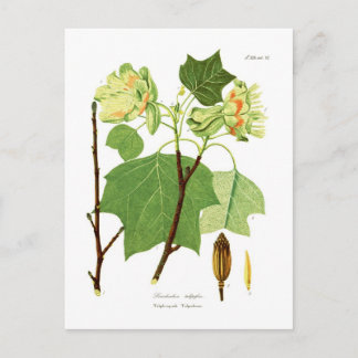 Cartão Postal Liriodendron tulipifera