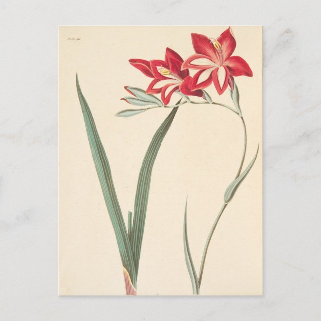 Cartão Postal Liriope Soberbo (Frente)
