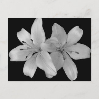 Cartão Postal Lirios
