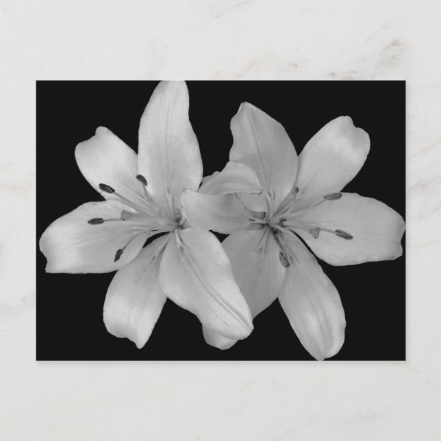 Cartão Postal Lirios (Frente)