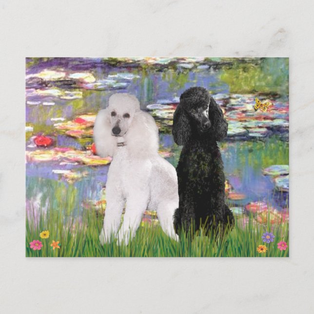 Cartão Postal Lírios2-Poodles Padrão (preto e branco) (Frente)